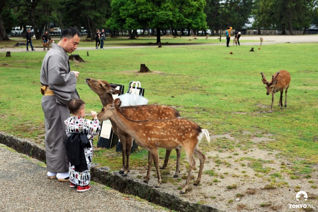 Herten voeren in Nara Park Japan