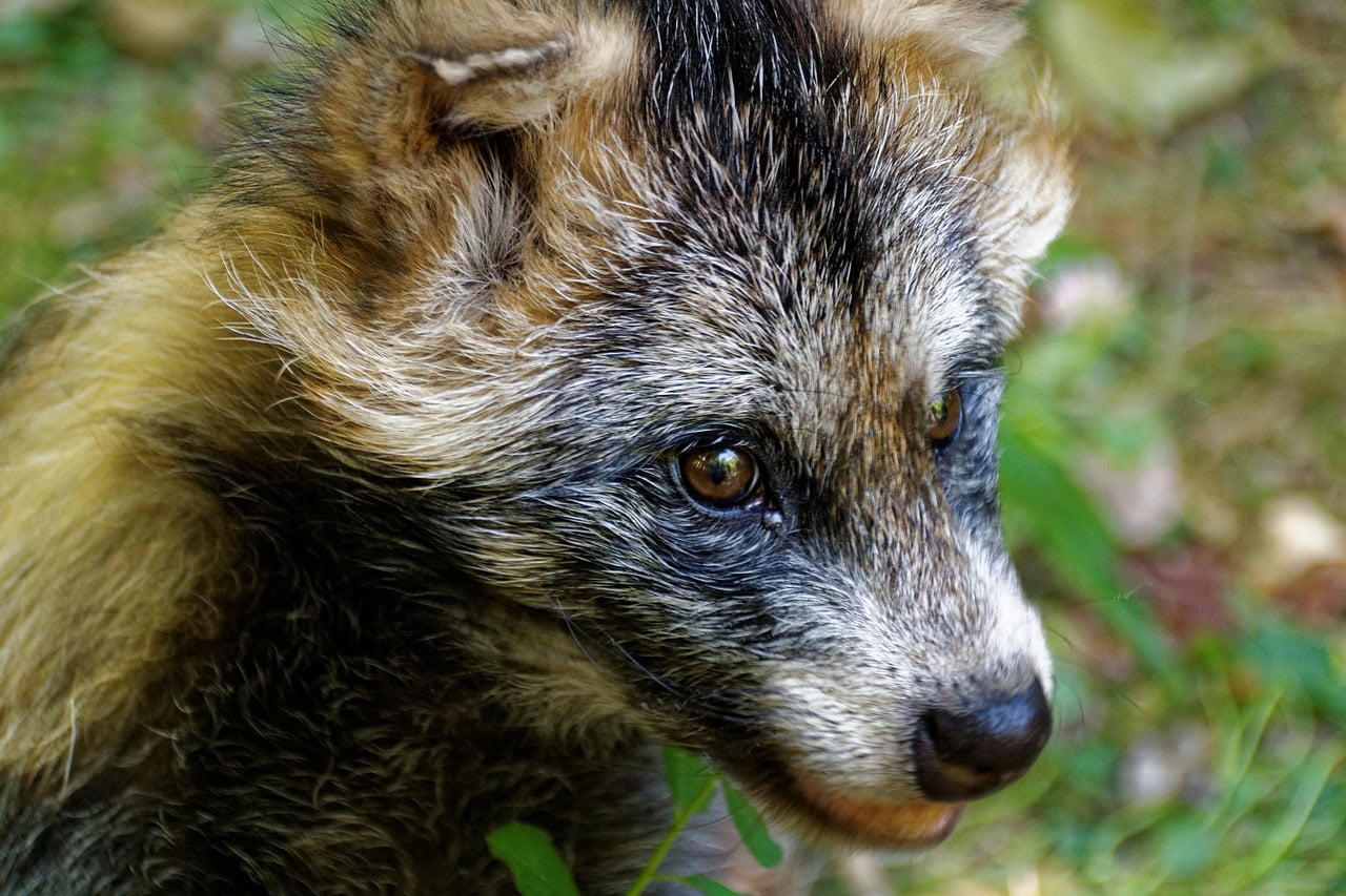 Tanuki close-up
